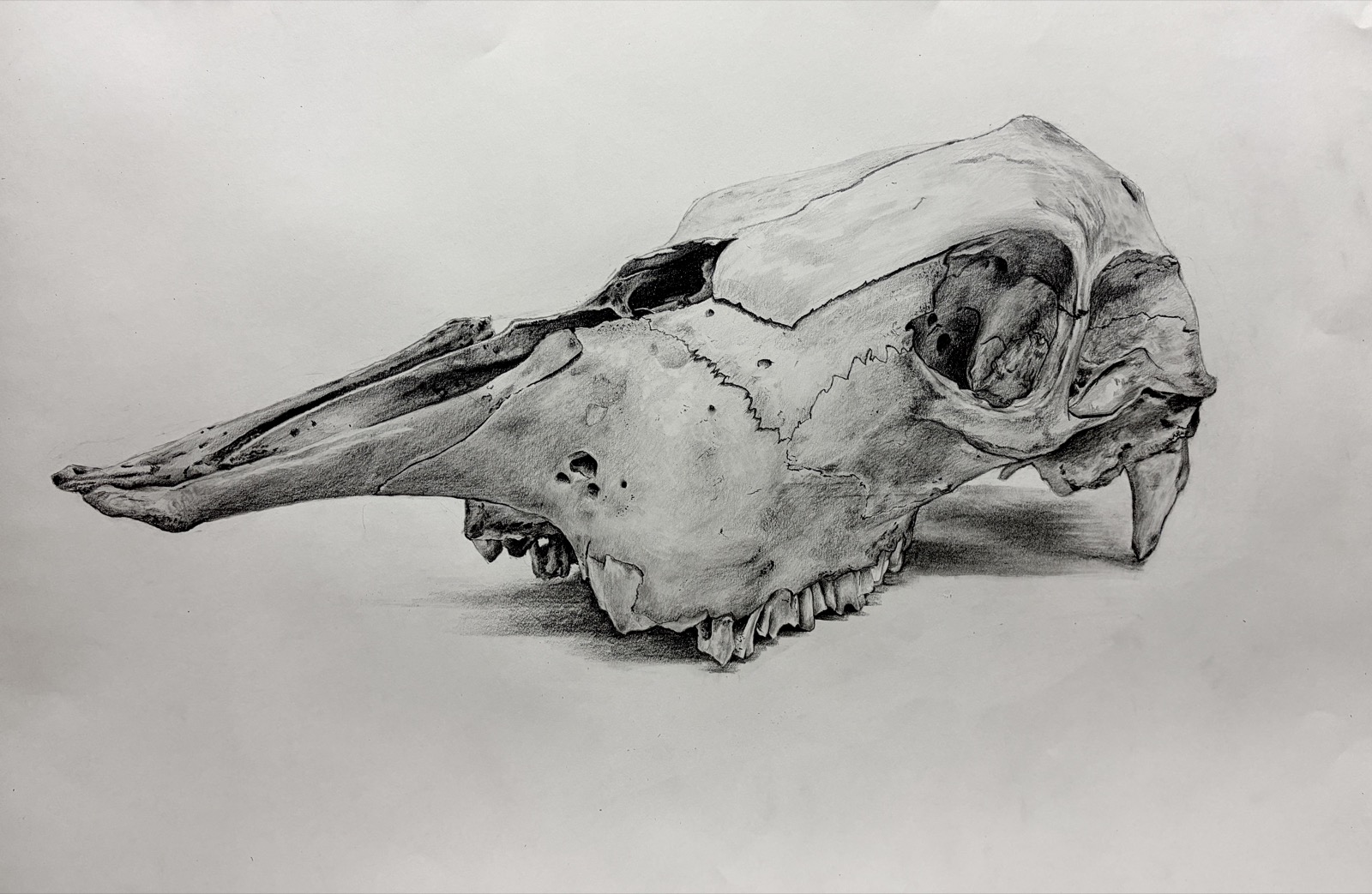 cow skull