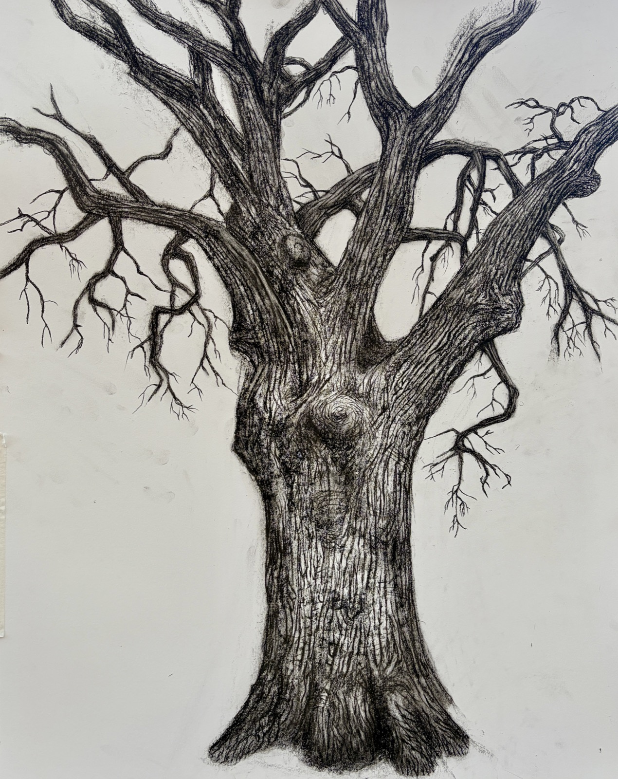 charcoal tree sketch